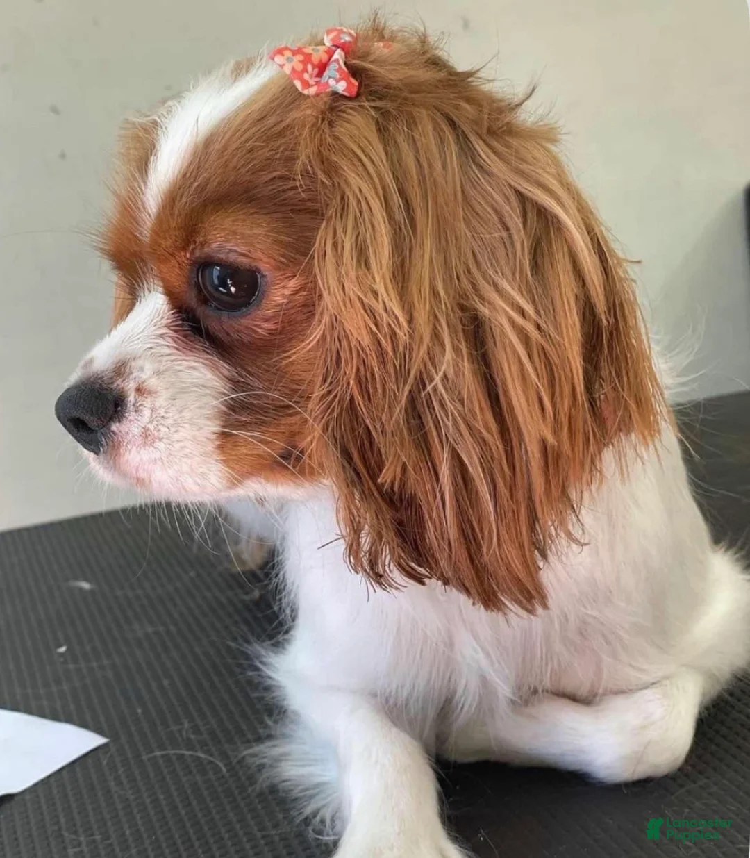 Cavapoo dogs for sale: Lucky 🍀  - Ad 6