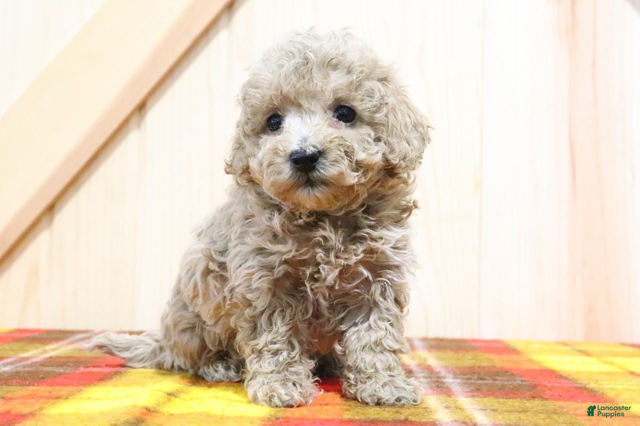 Bichpoo dogs Lylah - Ad 32