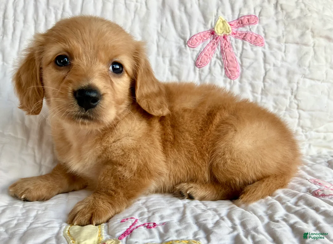 Miniature Dachshund dogs for sale: Cinnamon of Maple Valley Boulevard - Ad 2
