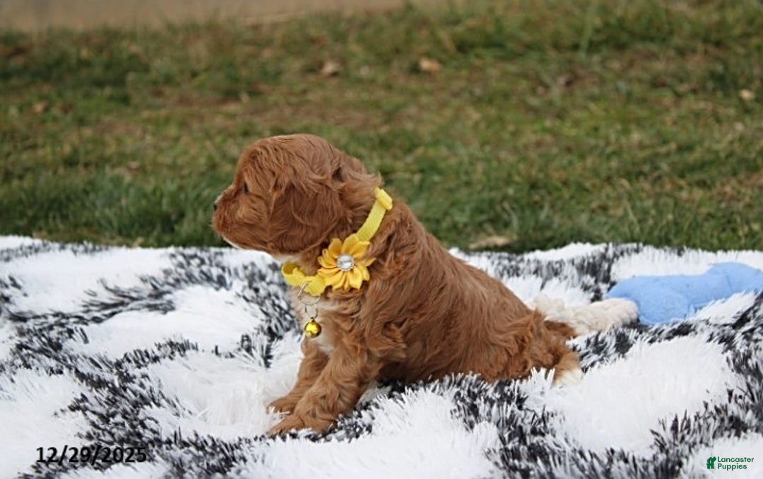 Cavapoo dogs for sale: Easton - Ad 6