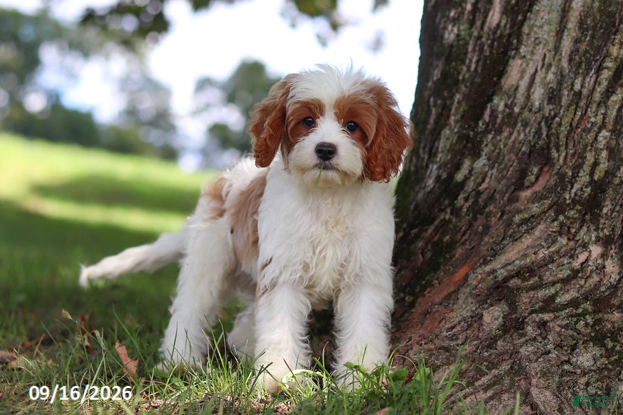 Cavapoochon dogs Ciera - Ad 1