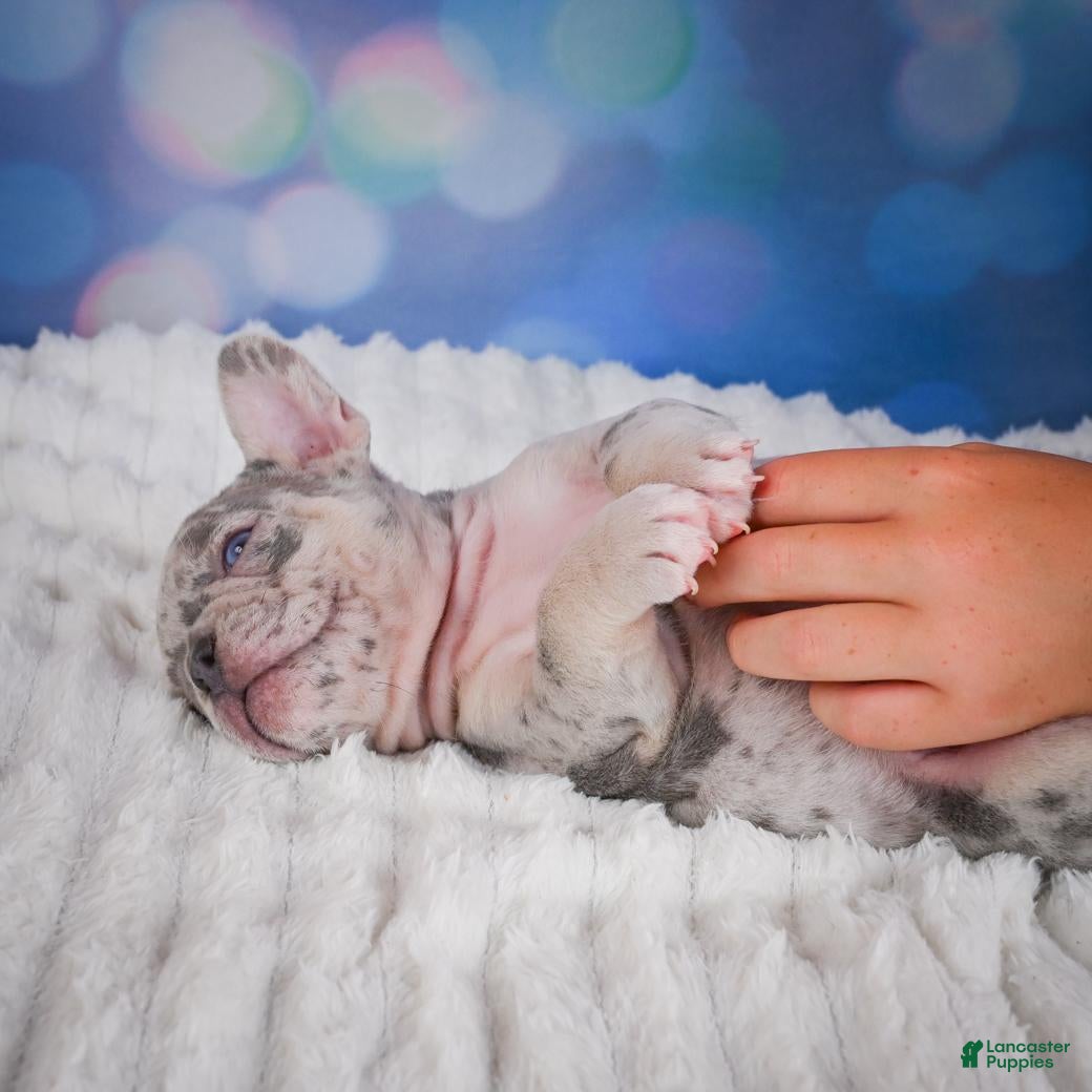 French Bulldog dogs for sale: Cody - Ad 5