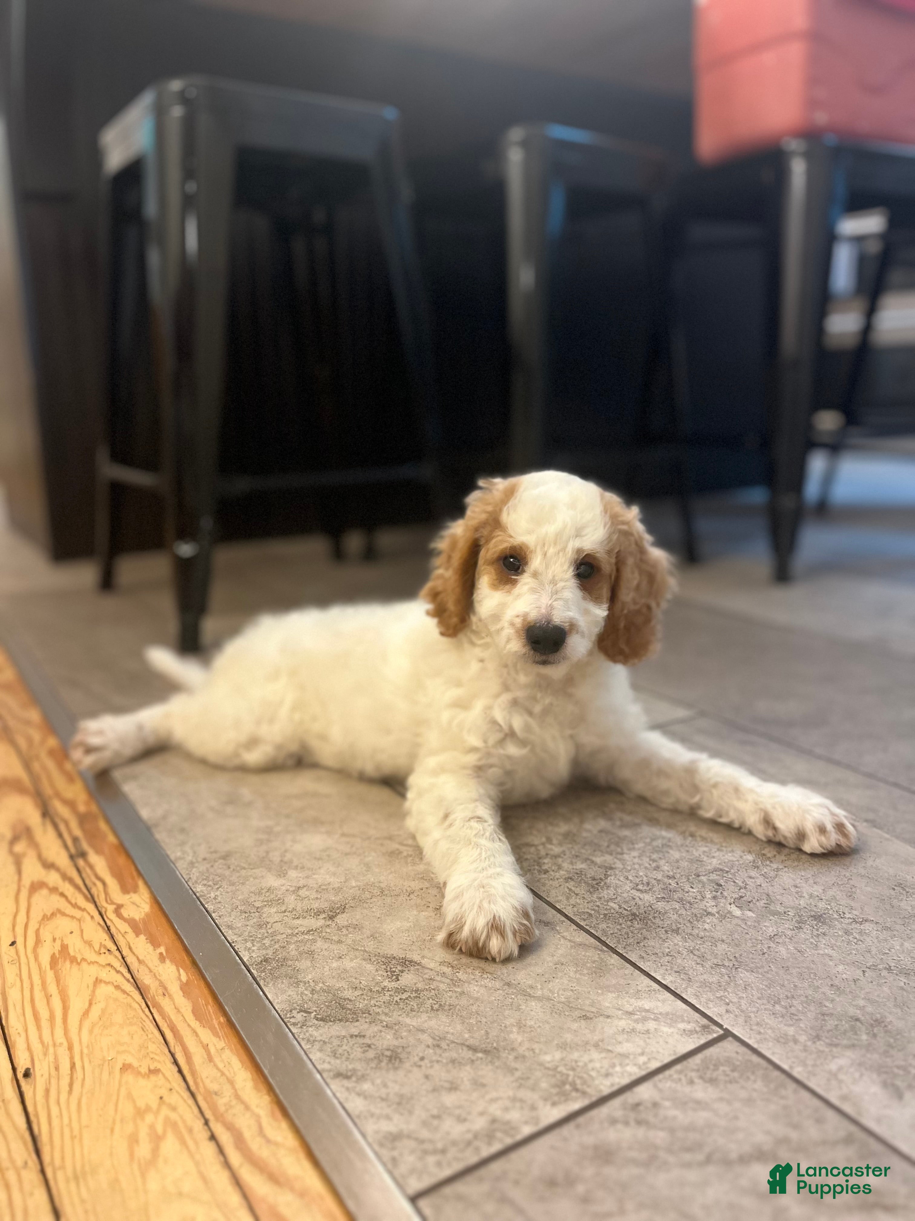 Mini Goldendoodle dogs Geroge - Ad 2