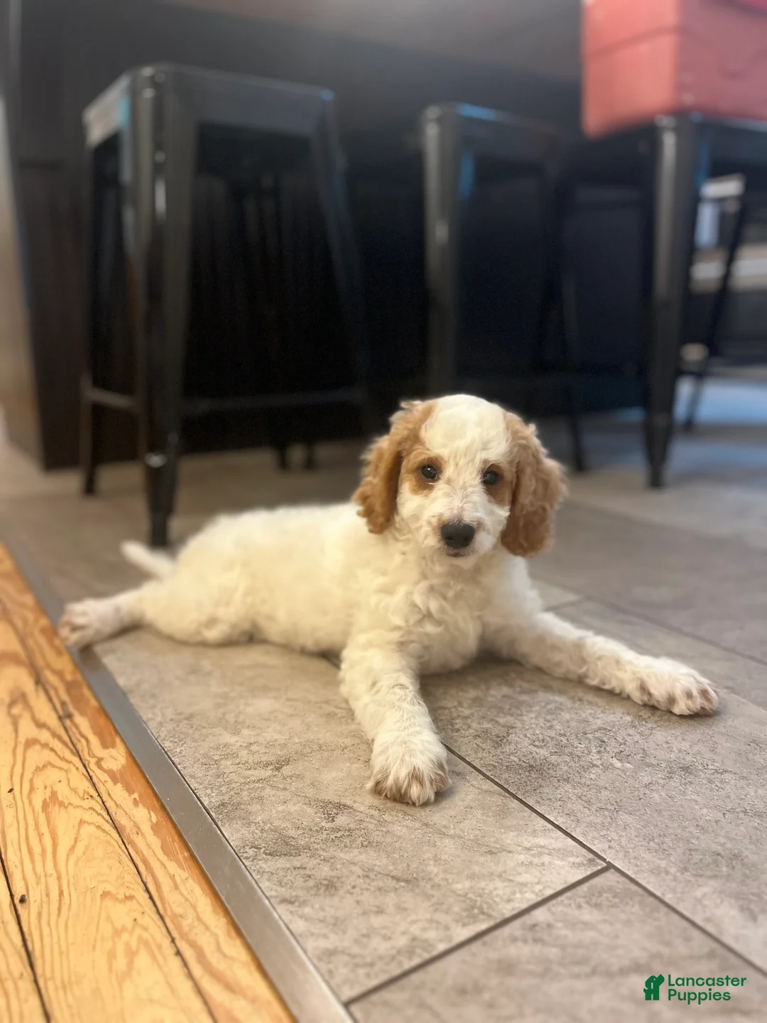 Mini Goldendoodle dogs for sale: Geroge - Ad 2