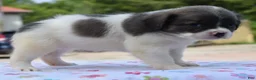 Mixed Breed dogs for sale: Zoey blue pied fluffy  - Ad 22