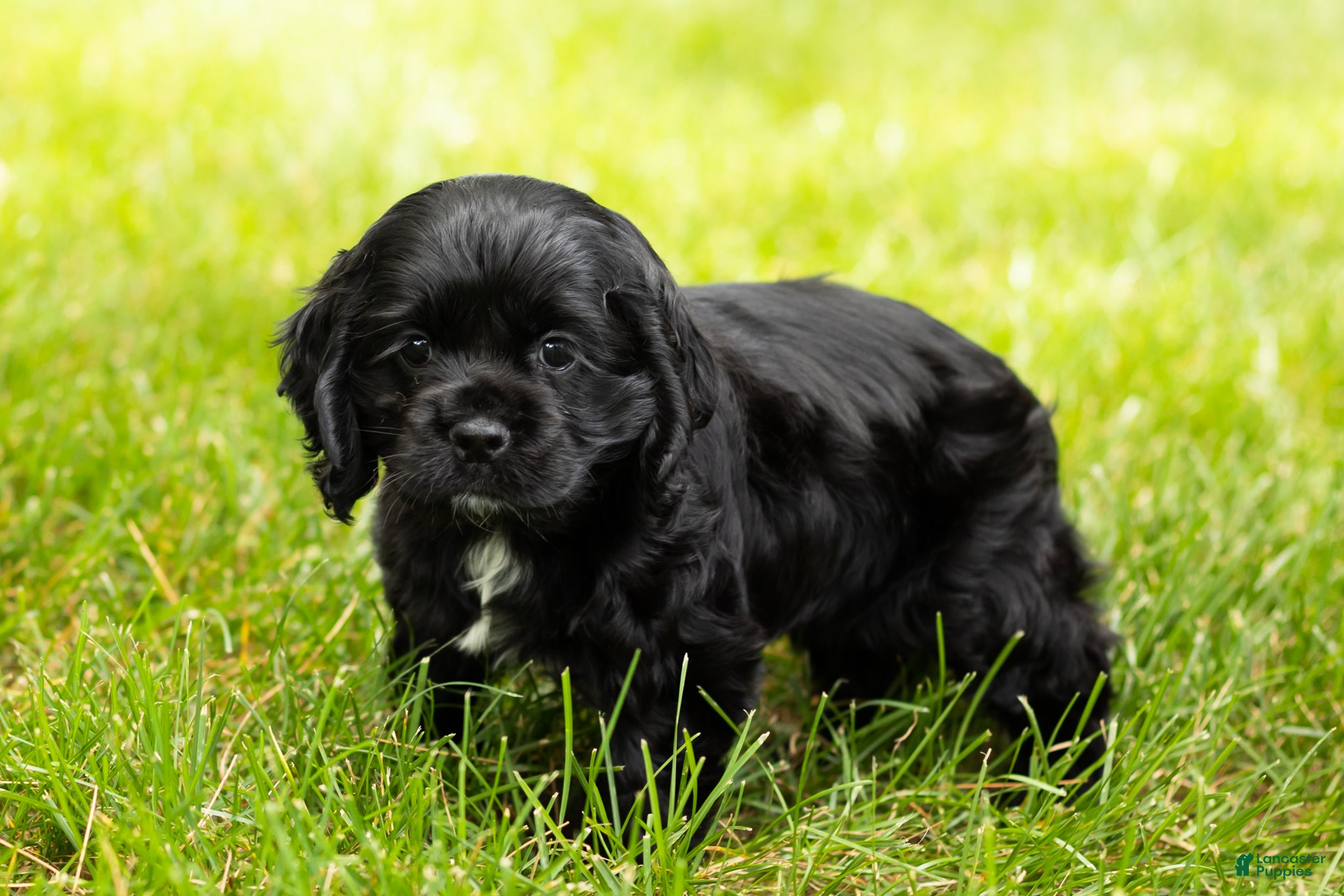 Cocker Spaniel dogs Inky  - Ad 39