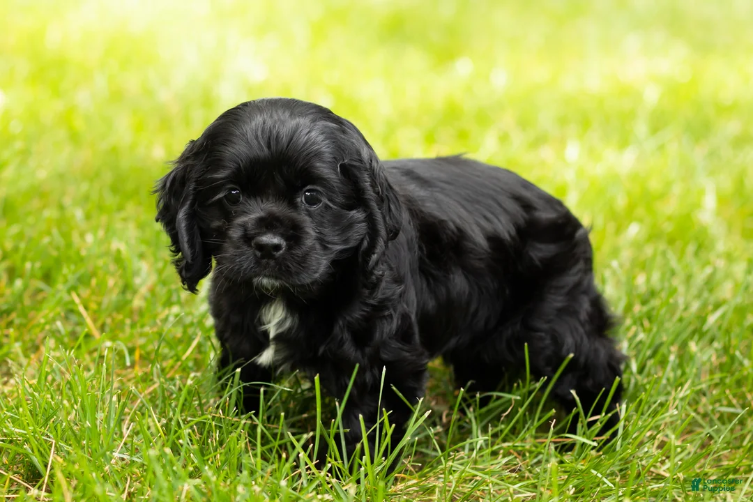 Cocker Spaniel dogs for sale: Inky  - Ad 1
