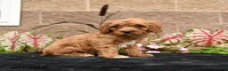 Cavapoo dogs for sale: Vivaldi - Ad 2