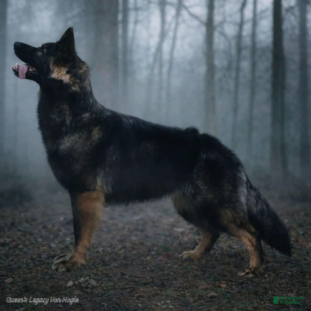 German Shepherd dogs Dark Sable - Ad 2
