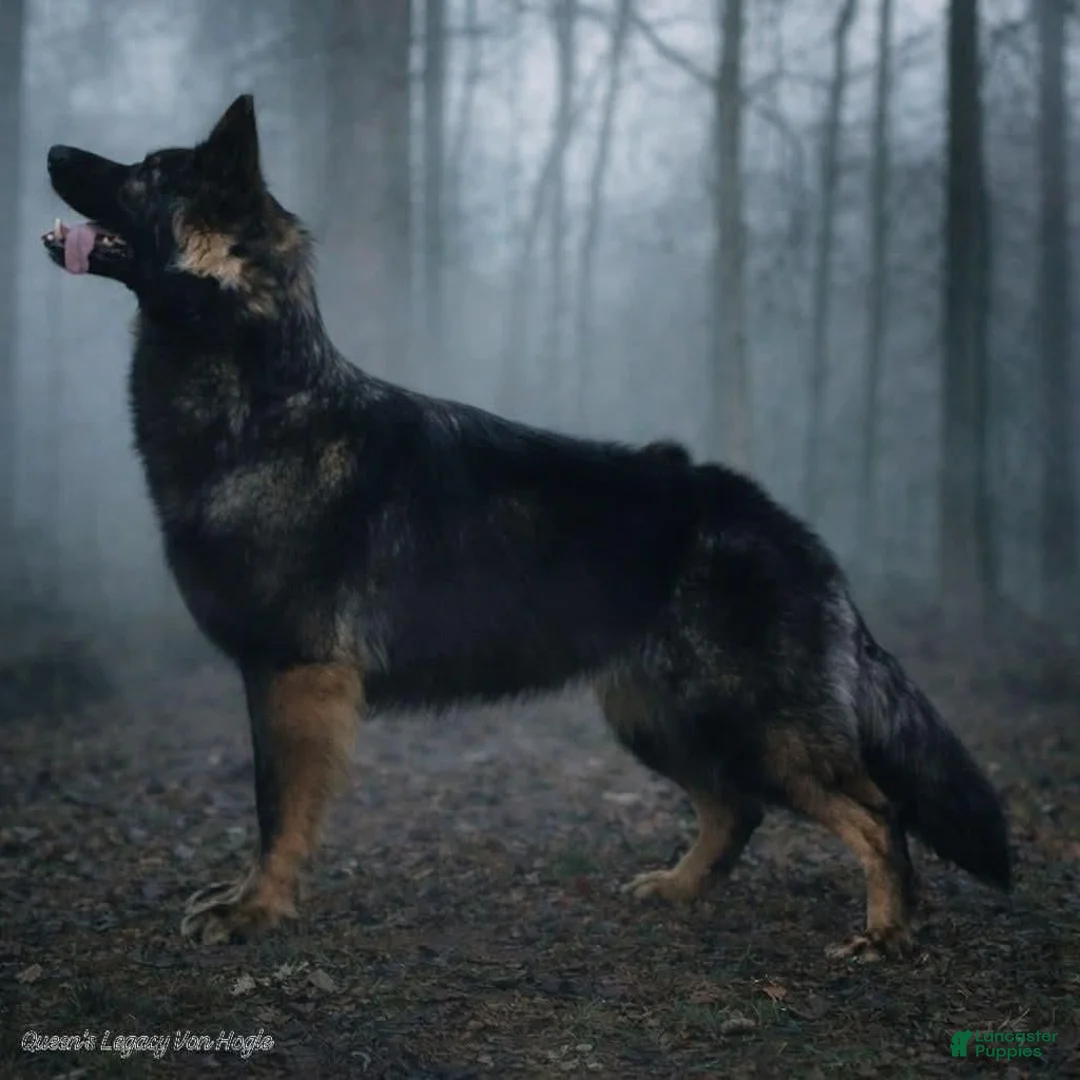 German Shepherd dogs for sale: Dark Sable - Ad 2