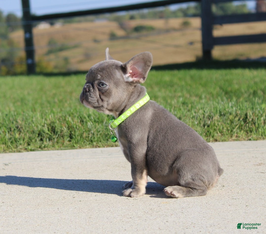 French Bulldog dogs for sale: Charlie - Ad 3
