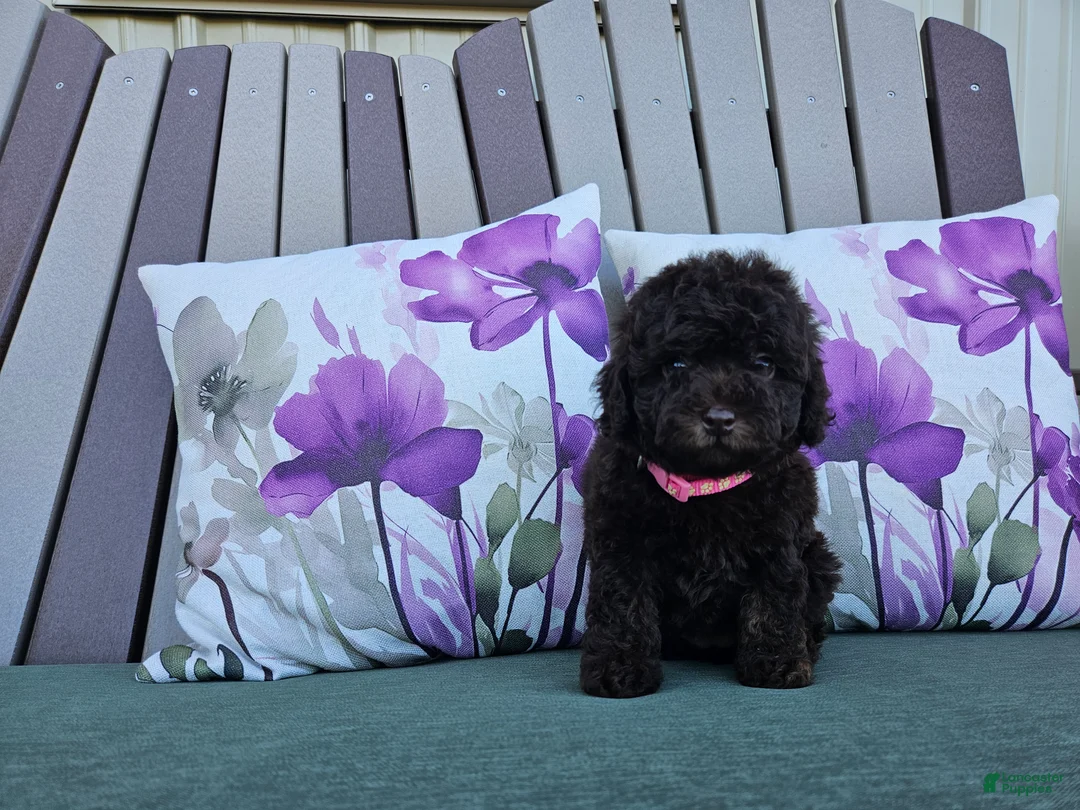 Miniature Poodle dogs for sale: Avalene Joy - Ad 2