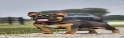 French Bulldog dogs for sale: French Bulldog 1 - Ad 6