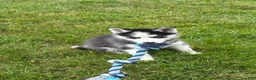 Siberian Husky dogs for sale: Emerson  - Ad 11