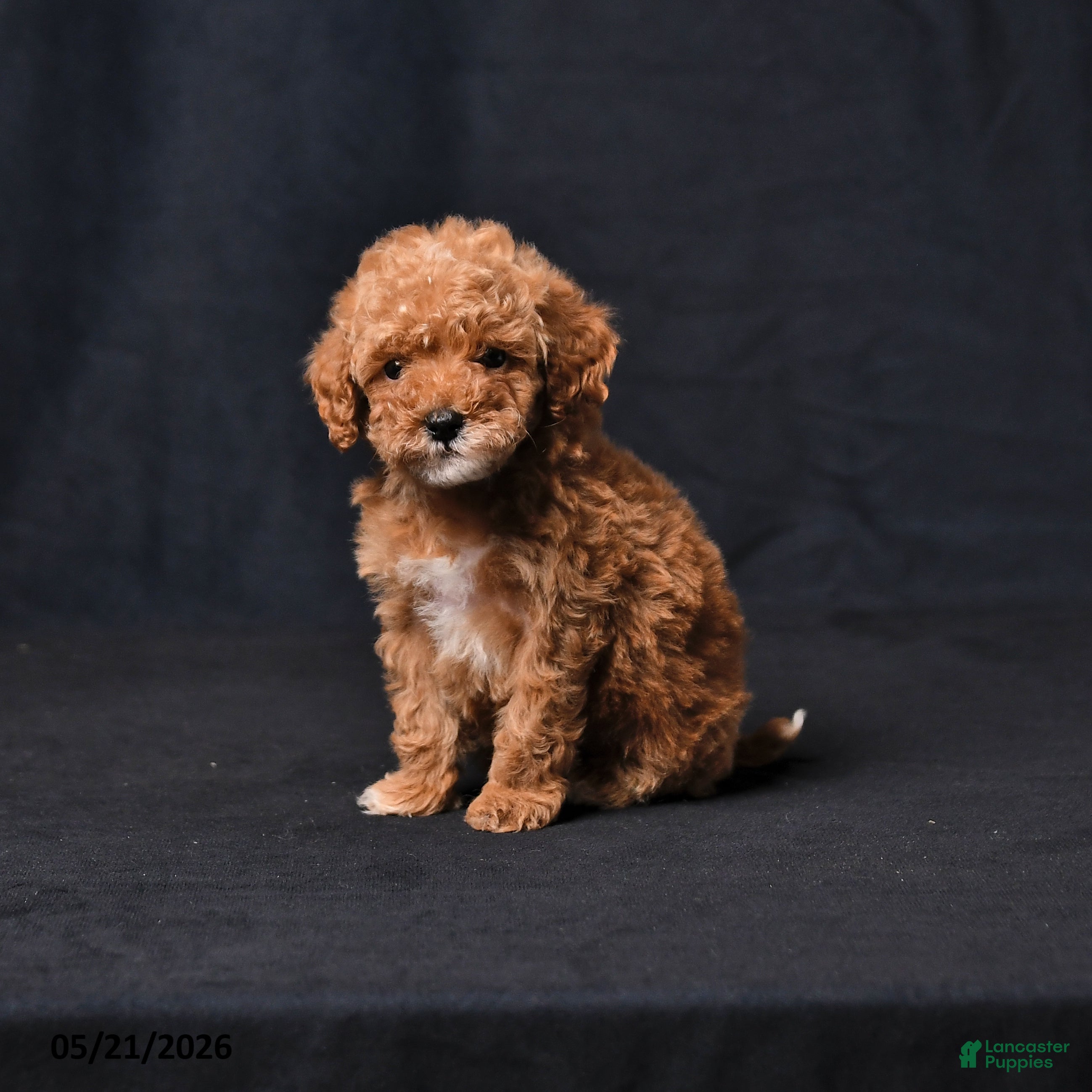 Toy Poodle dogs Tiny Crystal - Ad 1