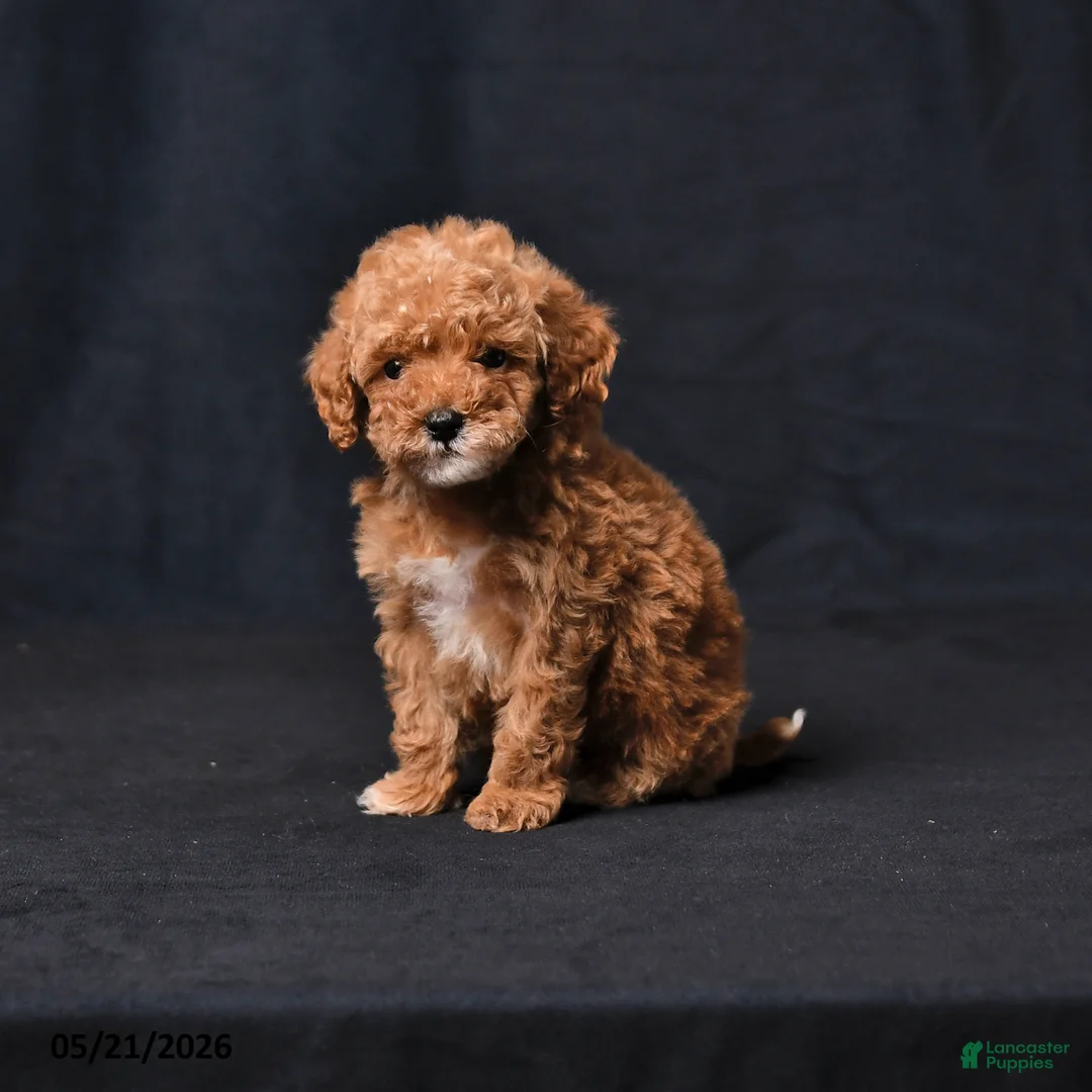 Toy Poodle dogs for sale: Tiny Crystal - Ad 1