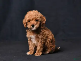 Toy Poodle dogs for sale: Tiny Crystal - Ad 2