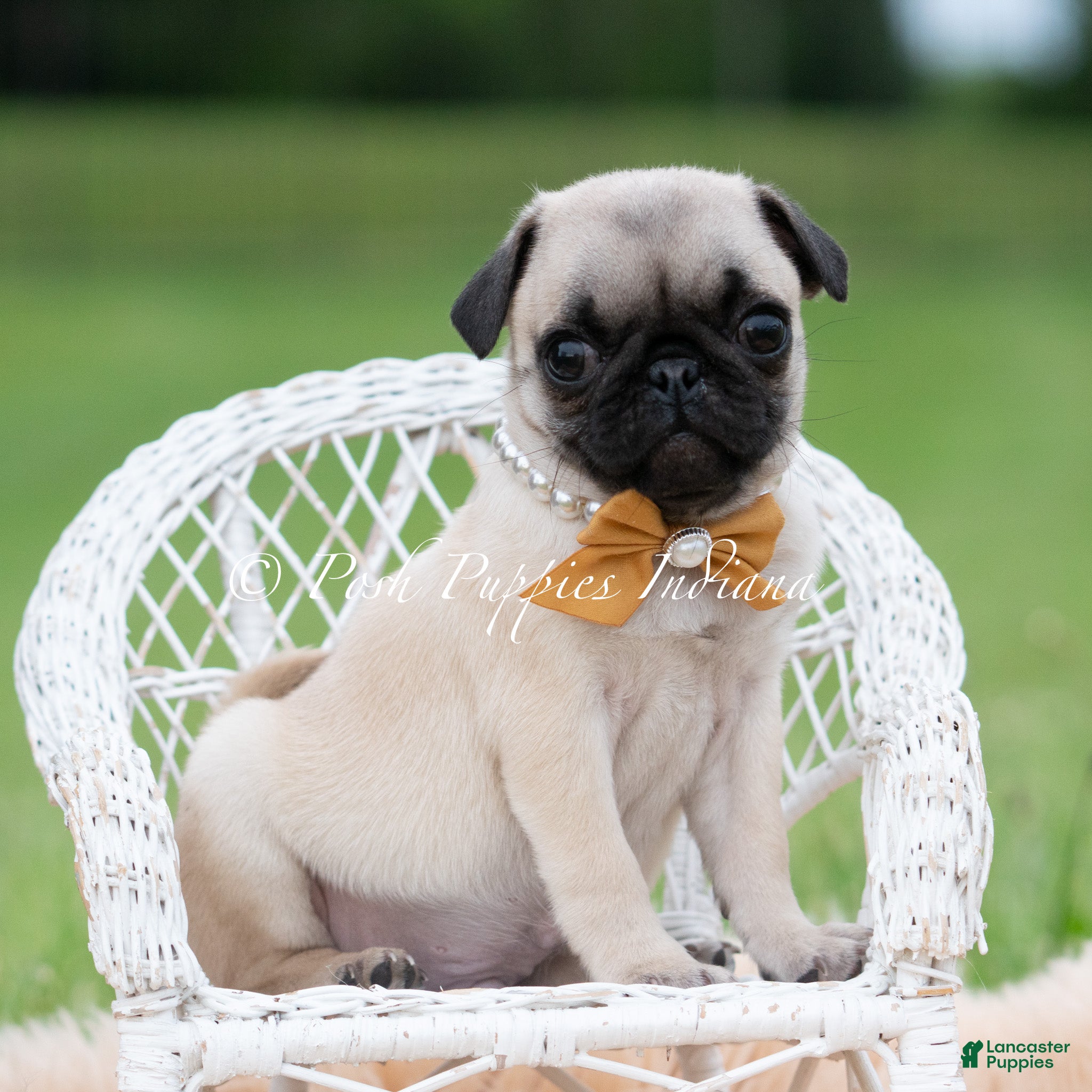 Pug dogs for sale: Bolt Akc - Ad 3