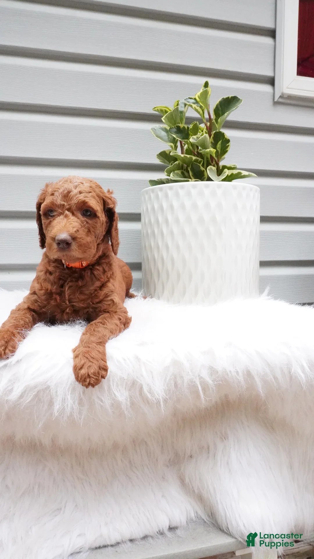 Goldendoodle dogs for sale: Stripes  - Ad 2
