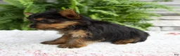 Yorkshire Terrier dogs for sale: Tammy - Ad 4