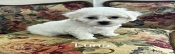 Bichon Frise dogs for sale: Bichon Frise Puppy 1 - Ad 2