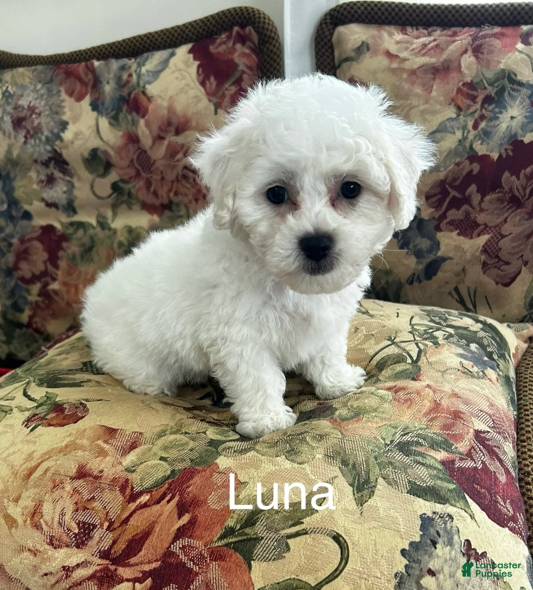 Bichon Frise dogs for sale: Bichon Frise Puppy 1 - Ad 2