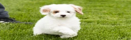 Mini Goldendoodle dogs for sale: Penelope  - Ad 4