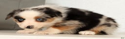Miniature Australian Shepherd dogs for sale: Daisy - Ad 9