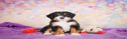 Mini Bernedoodle dogs for sale: Sparky - Ad 3
