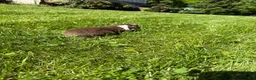 Mixed Breed dogs for sale: Mixed Breed 3 - Ad 3
