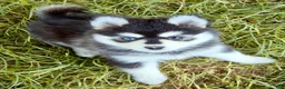 Pomsky dogs for sale: Roxanne - Ad 6