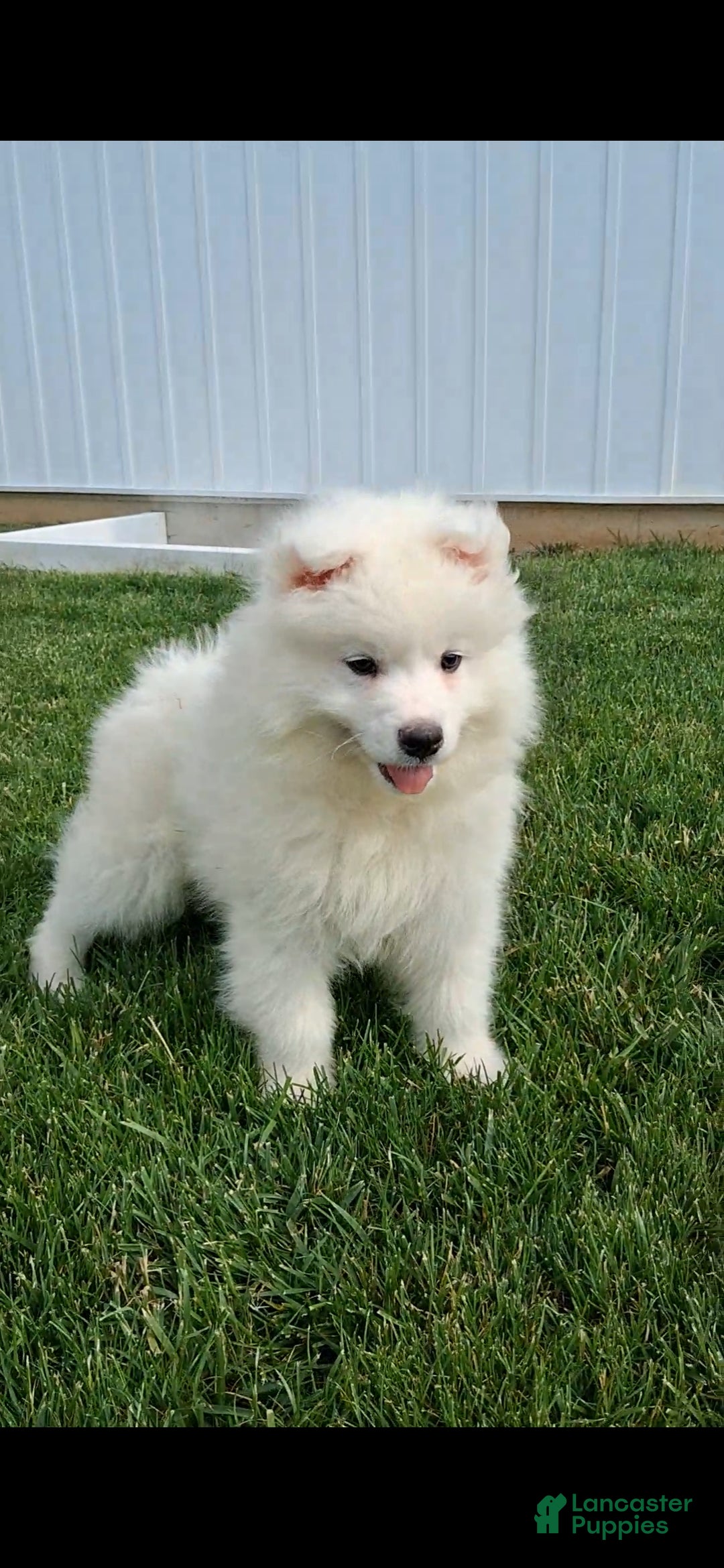 Samoyed dogs Saber - Ad 1