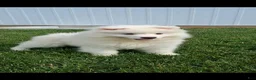 Samoyed dogs for sale: Saber - Ad 1