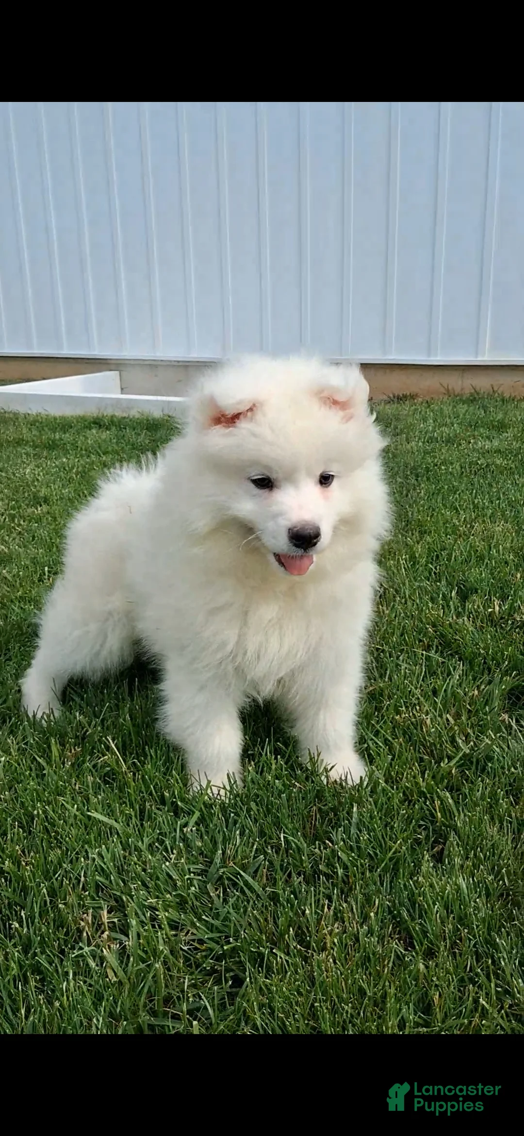 Samoyed dogs for sale: Saber - Ad 1