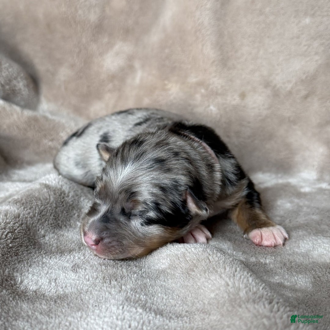 Australian Shepherd dogs for sale: Petal - Ad 2