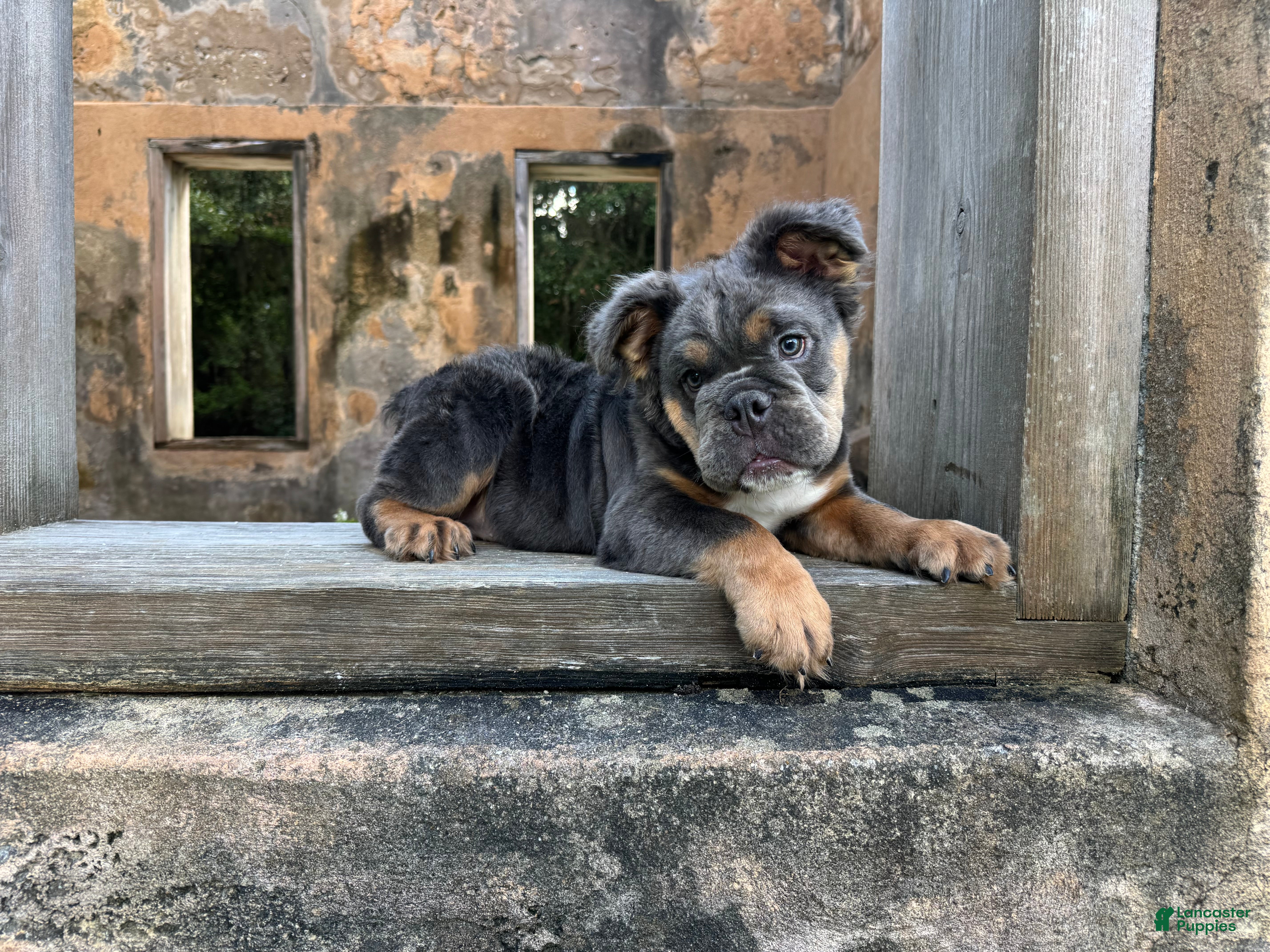 English Bulldog dogs Ben - Ad 11