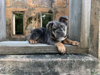 English Bulldog dogs Ben - Ad 11