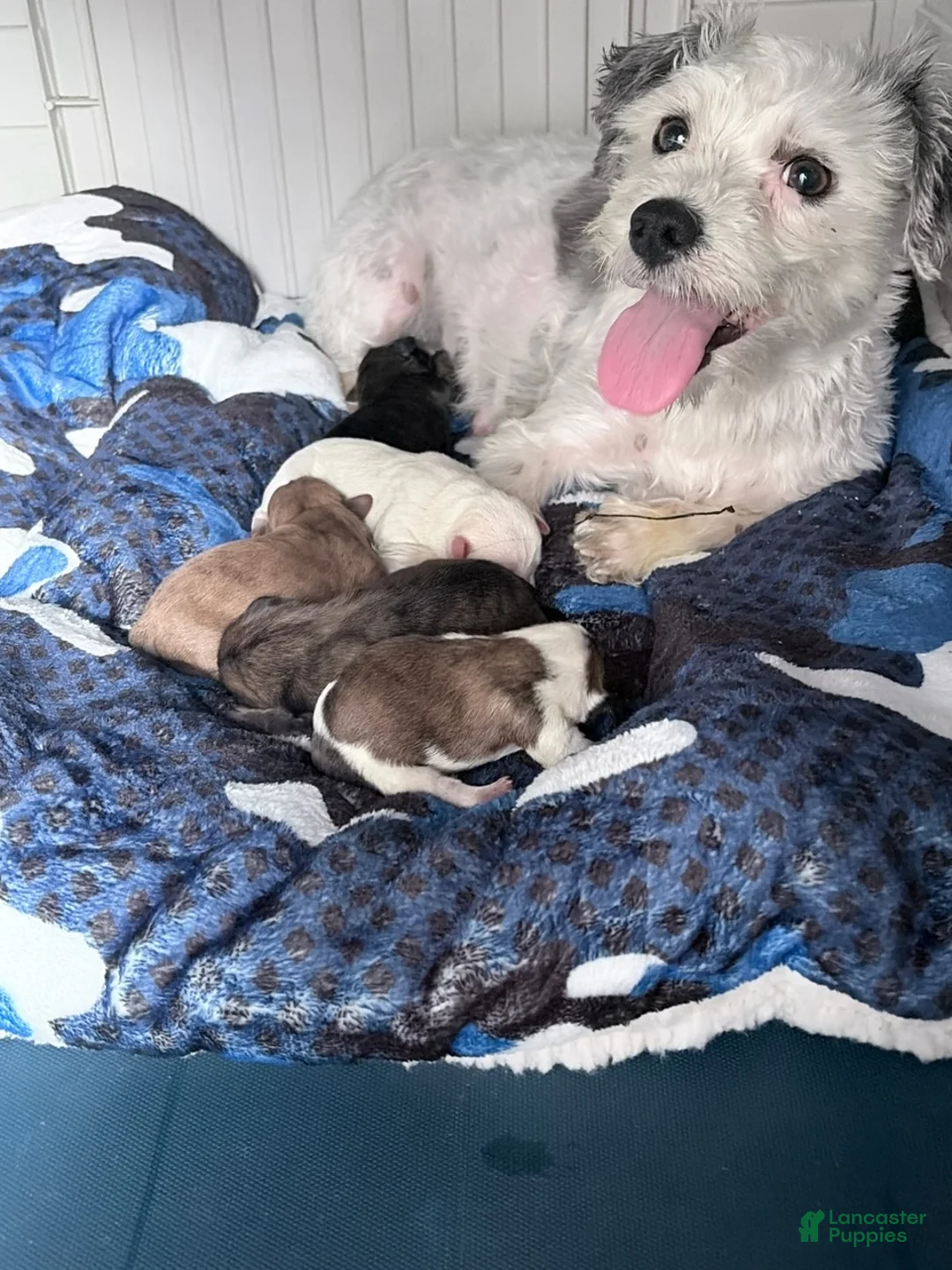 Mixed Breed dogs for sale: Mixed Breed 2 - Ad 2