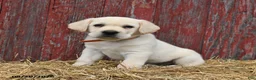 Labrador Retriever dogs for sale: Oscar - Ad 5