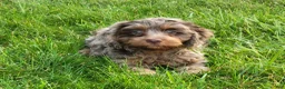 Cavapoo dogs for sale: Oliver2250 - Ad 4