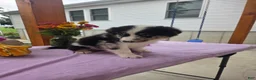 Australian Shepherd dogs for sale: Charlie - Ad 4