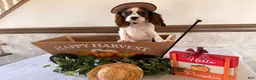 Cavalier King Charles Spaniel dogs for sale: Skyler - Ad 5