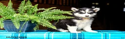 Pomsky dogs for sale: Tigger - Ad 2
