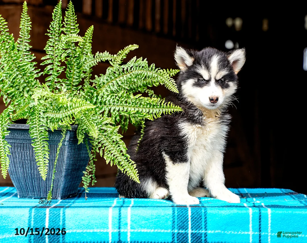 Pomsky dogs for sale: Tigger - Ad 2