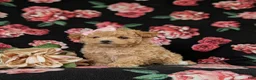 Maltipoo dogs for sale: Reese 8 lbs Full Grown - Ad 3