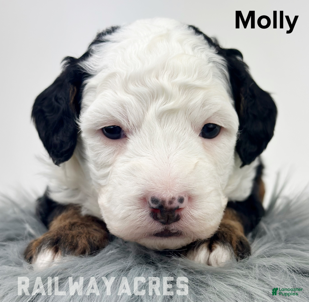 Mixed Breed dogs for sale: Molly - Ad 1