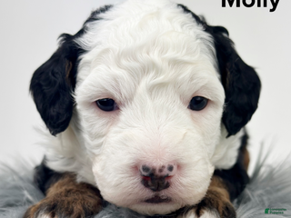 Mixed Breed dogs Molly - Ad 8