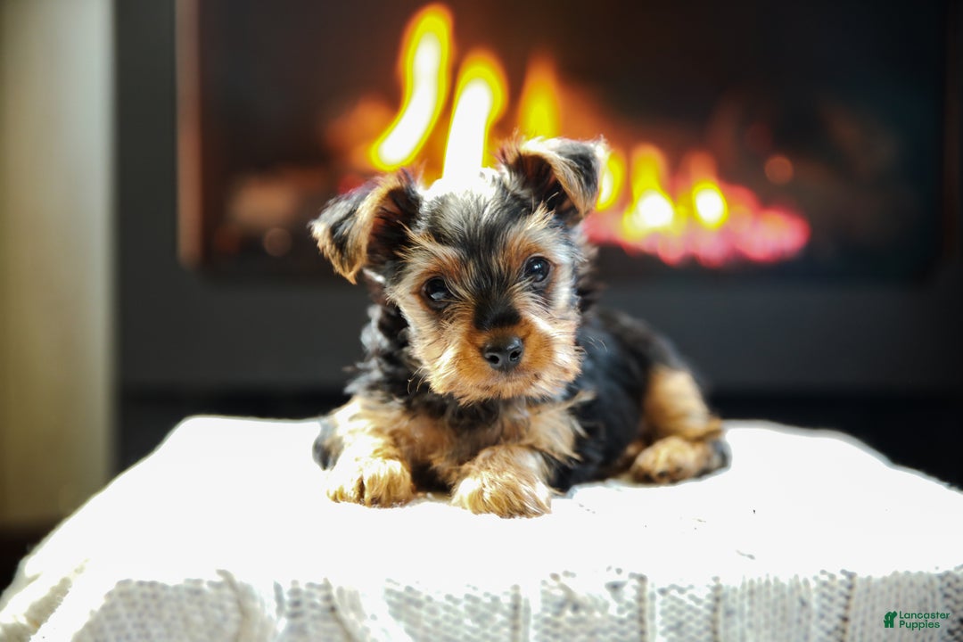 Yorkshire Terrier dogs for sale: Henry Teacup - Ad 3