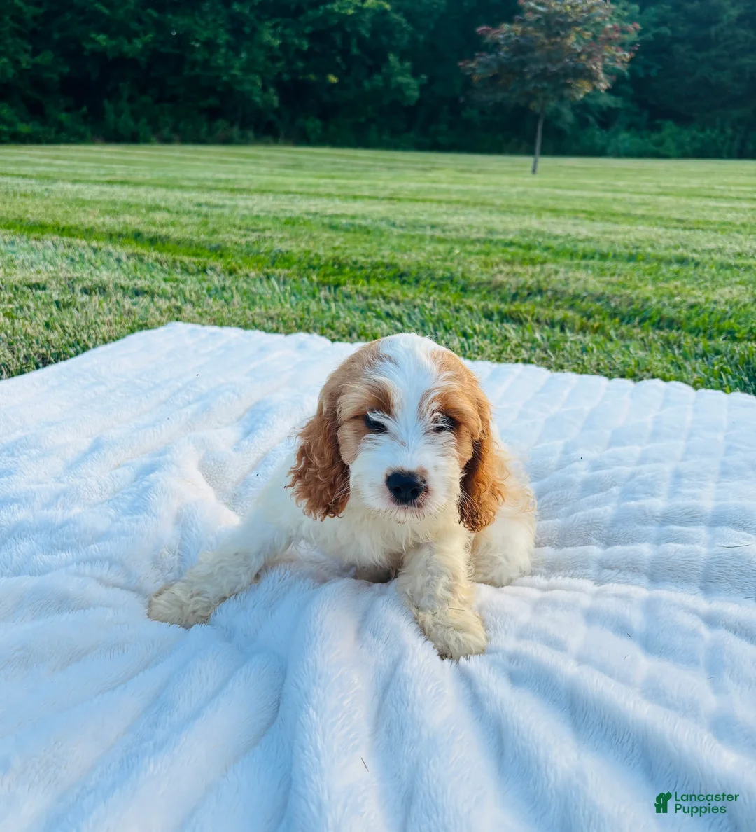Cavapoo dogs for sale: Bruno - Ad 2