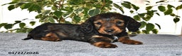 Miniature Dachshund dogs for sale: Stella - Ad 2